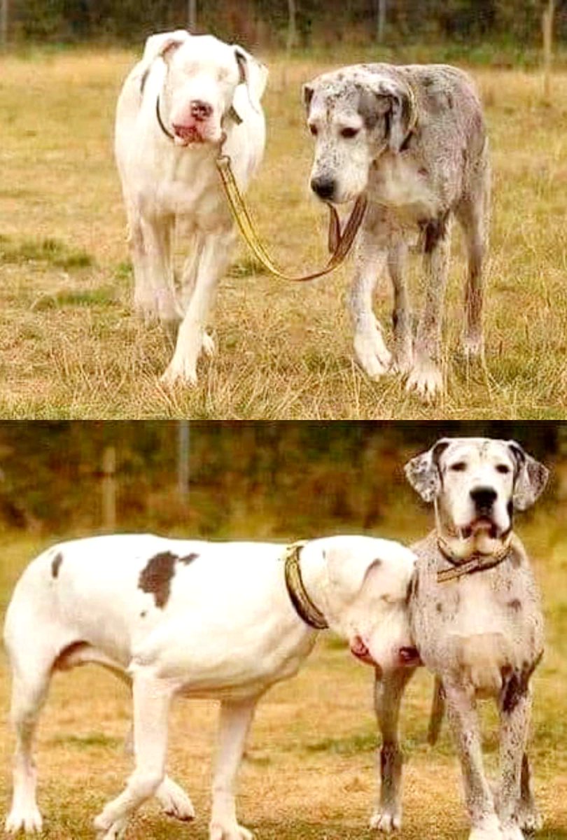 animal__passion's tweet image. Elle est aveugle mais il est son guide et ses 👀 yeux et 😘🥰😍🥹