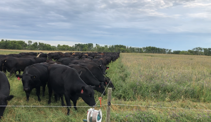 #Totalgrazing is a term coined by a mentor of ours Jamie Elizondo.  It describes a grazing system that utilizes severe non selective grazing.  Using this technique we move cattle daily with temporary electric fencing.  #grassfedbeef #boydsbeef
