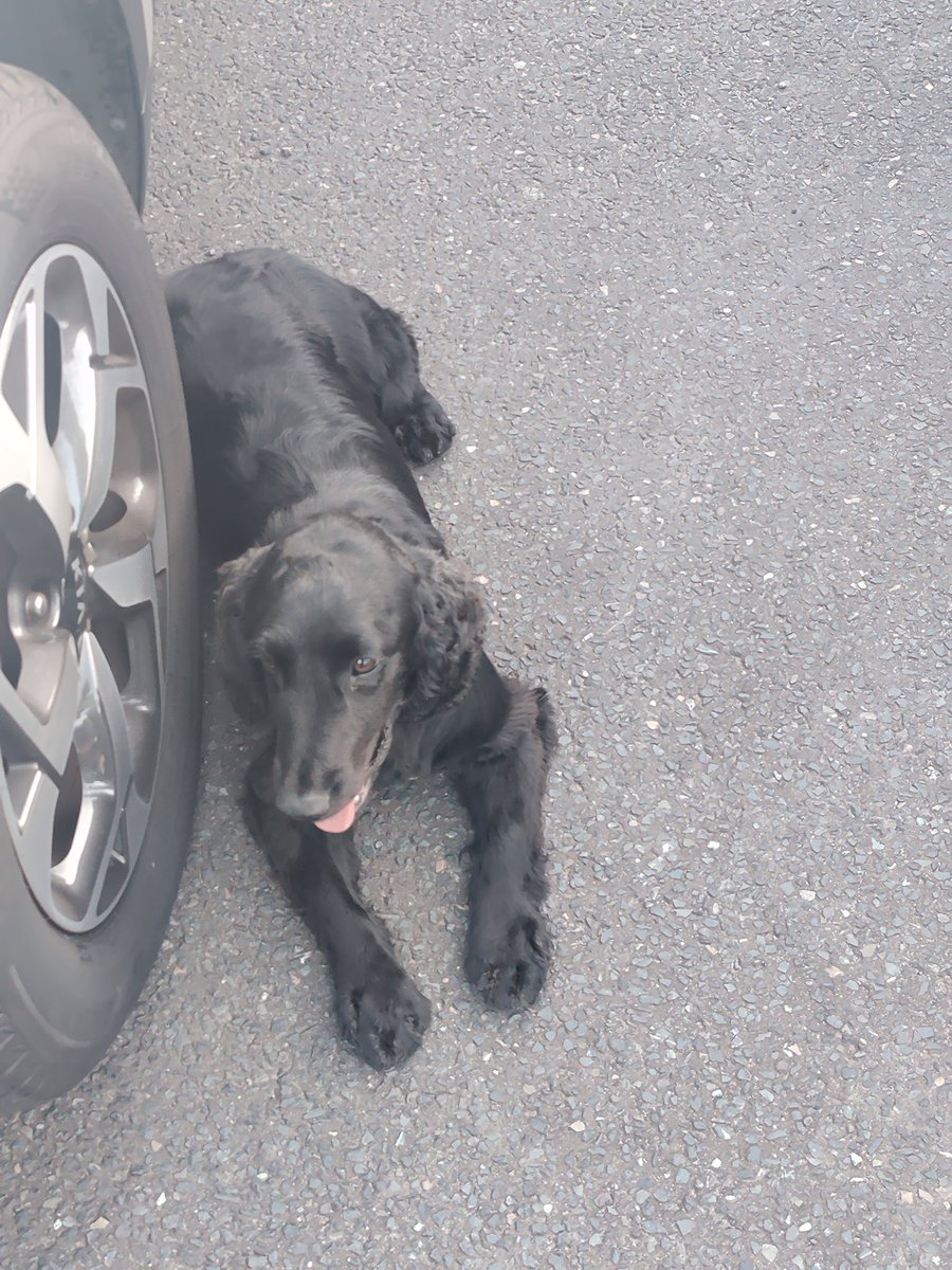 IAmKiranPatel's tweet image. Great working with @cartmonthedog over the past two days #PDChase