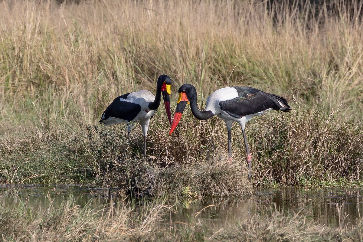 Lingophilo's tweet photo. @sykesjeff Male and Female Saddle-billed Storks, Mpumalanga, South Africa https://t.co/dcmTDtODCz