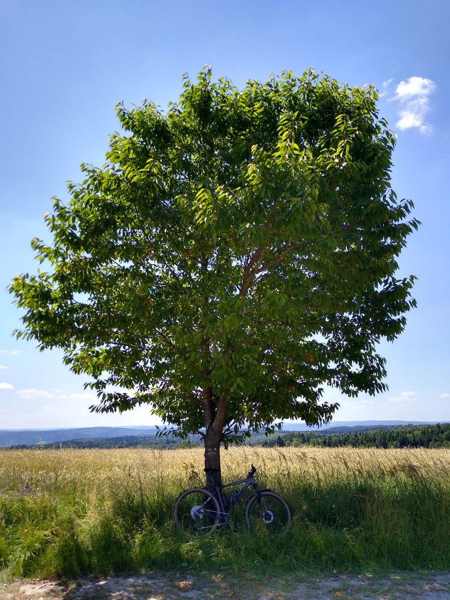 WasatyRys's tweet photo. No to poranne wożonko z głowy 🏞️🚲🌲 #mtb 
I 💚 #podkarpacie https://t.co/HuEmiqBHzm