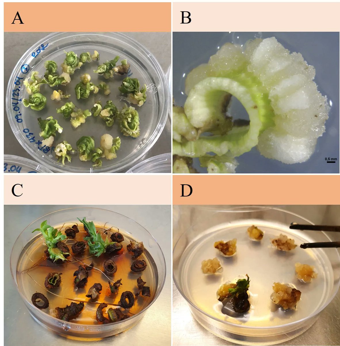 🧬Newly published article in <a href="/AoB_PLANTS/">AoBP</a> on new techniques for sorghum genetic transformation in temperate climates, by <a href="/sara_sarastro/">Sara Miller</a> <a href="/astaronager/">Asta Rønager</a> <a href="/Ana_CanoDelgado/">Ana I. Caño-Delgado</a> <a href="/NBjarnholt/">Nanna Bjarnholt</a> and colleagues  

Full #openaccess paper
👉 bit.ly/3XoJUlJ

#PlantScience #PlantTransformation