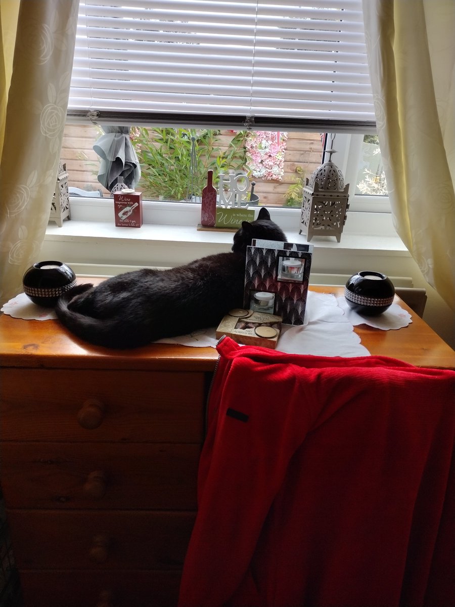 When your cat takes over your dressing table. Lol #felines #amwritingfiction #seasidelife #romance #seasideauthor #goodreadsauthor