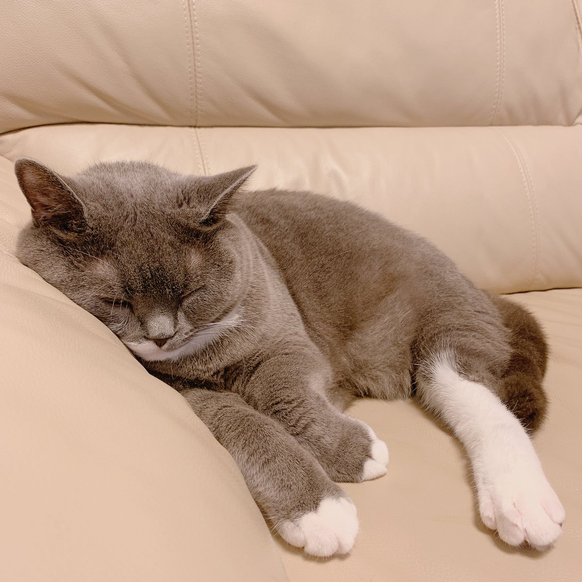 ソファでのくつろぎ方がわかっている猫🐈‍⬛💨
#猫のいる幸せ 
#ブリティッシュショートヘア 
#猫がいる生活 #猫好きさんと繫がりたい #猫がいる暮らし #猫 #cat #ねこ