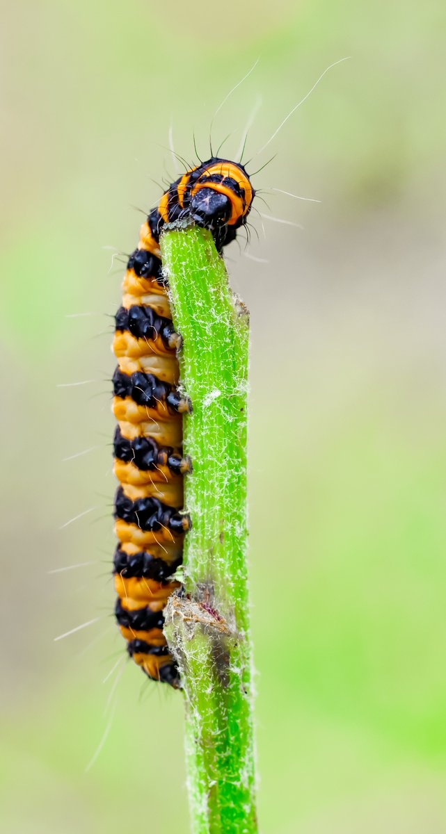 Cinnabar moth #nature #cinnabarmoth