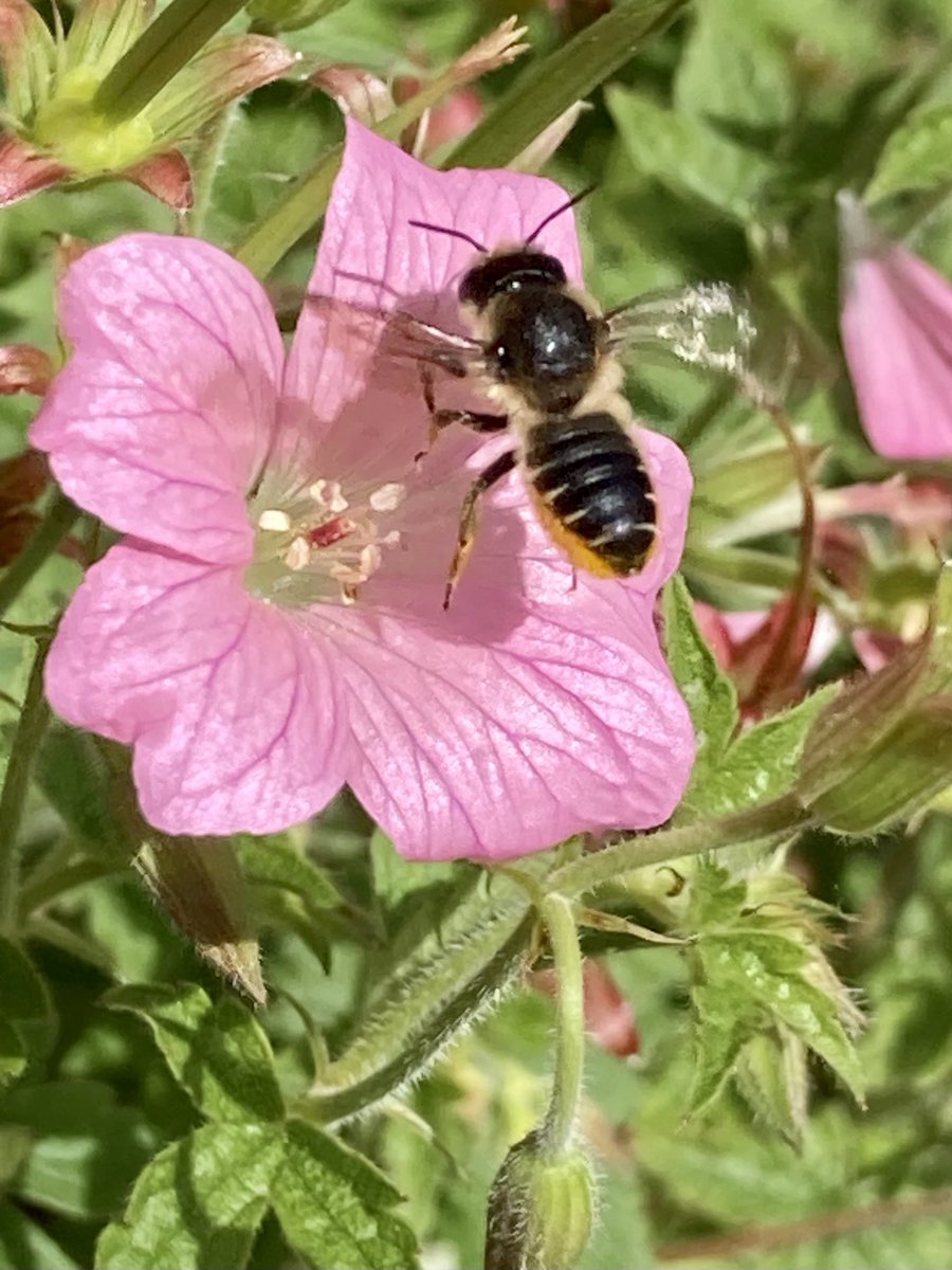 🌸🐝🌸😊
#SolitaryBeeWeek #savethebees