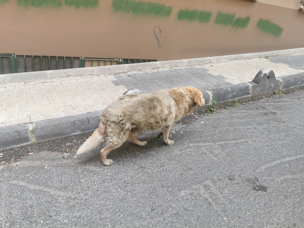 EmrahOzdogan's tweet photo. Gülbağ rüya sokak çevresinde bulunan köpekcağız a bi bakın lütfenn @istanbulbld https://t.co/KMpacV36Ac