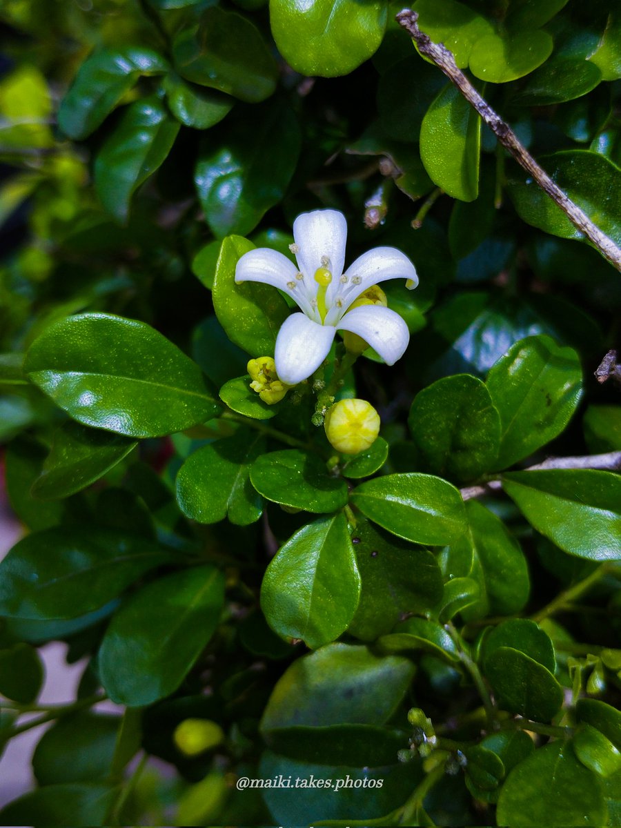 yesitsmaikiiii's tweet photo. Check out this Orange Jessamine shot by me on a Redmi Note 12 4g.✨
@Xiaomi @XiaomiNigeria
#mobilephotography #RedmiNote12Series #redminote124g #NaturePhotography #orangejessamine https://t.co/F23Gm6bhA3