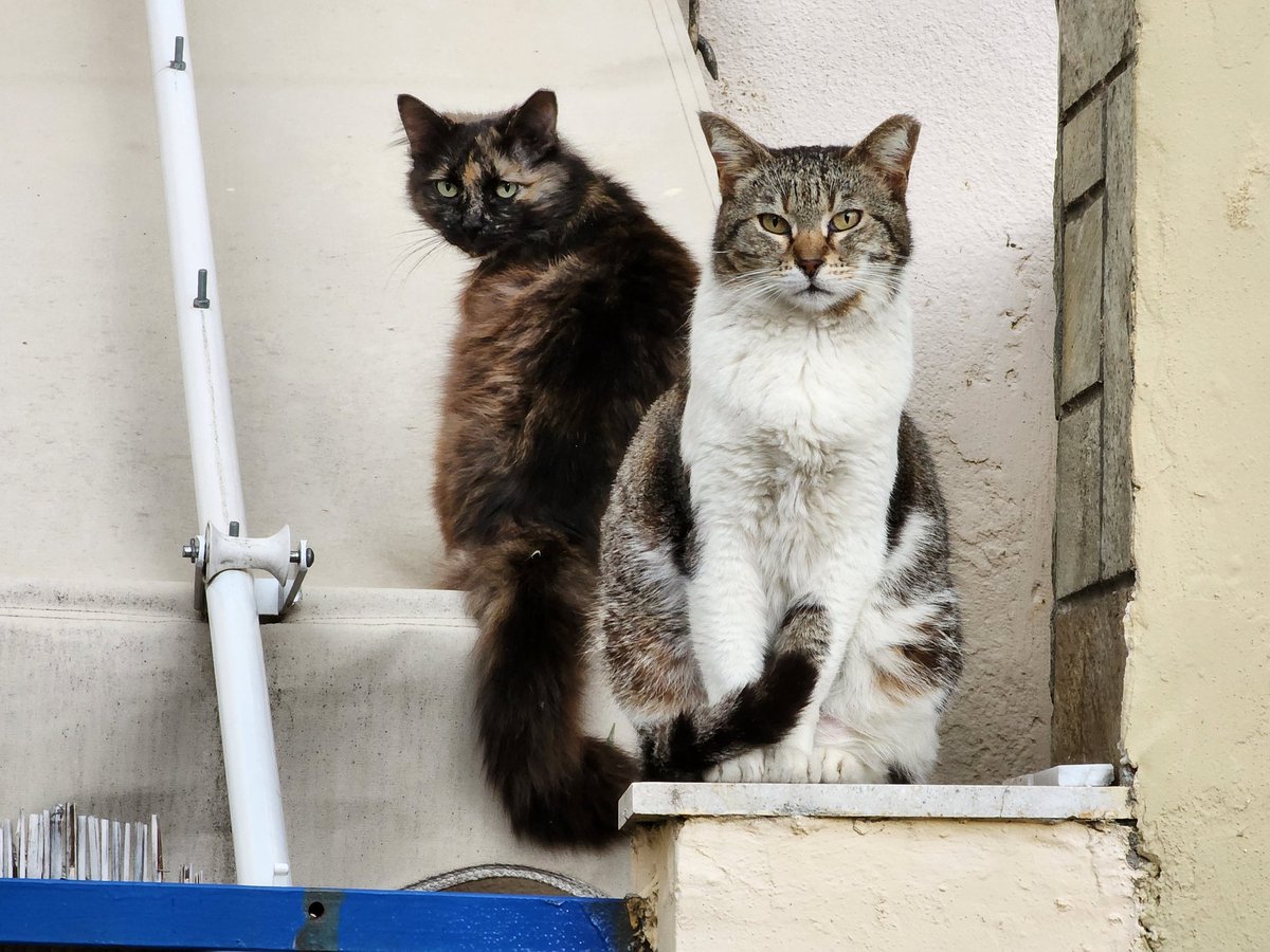 CatHappensReal's tweet photo. It's #Caturday !
.
.
#CatsOfTwitter #cats #homelesscat #homelesscats #straycat #straycats #lovelycats #lovelycat #cutekittens
#Katze
#streetcats
#hungrycats
#catslivingonthestreet
#cutecatsofinstagram #cutecats #็ซ https://t.co/QM6l6zU9ST