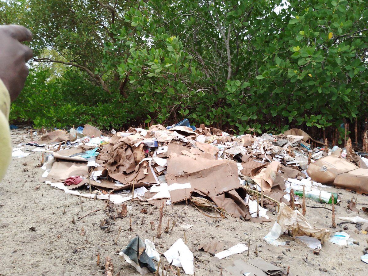 TCDNetwork1's tweet photo. Mangroves are invaluable carbon sinks and biodiversity hotspots. Dumping waste in these habitats is a reckless act that undermines our efforts to combat climate change. Let's raise awareness and stop this destructive practice! 
#ActOnClimate #CleanMangroves
#BeatPlasticPollution https://t.co/uSgrSmXV7H
