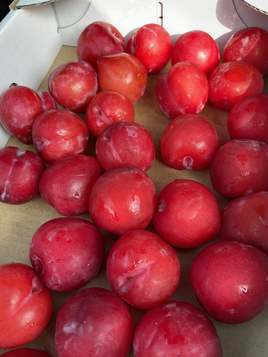 9日日曜日屯田公園裏の空き地11時18時です。プラムあります