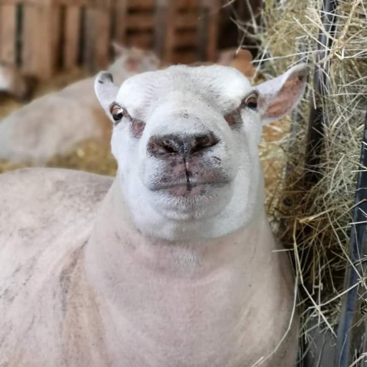 fars_sanctuary's tweet photo. Oh #BigMandy, what HAVE you been up to?! 🤪 (Vegan) butter wouldn't melt but our feisty girl was a bit overzealous in greeting a visitor this wk &amp; sent them tumbling down a hill 😔 But no harm done 🙏 And Mandy will be Mandy 💖 even if she causes us some embarrassment at times 😳 https://t.co/JgLm8Ti5YO