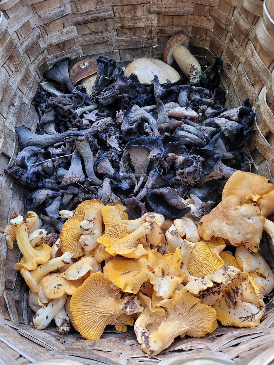 Summer rains equals a wonderful and colorful basket.