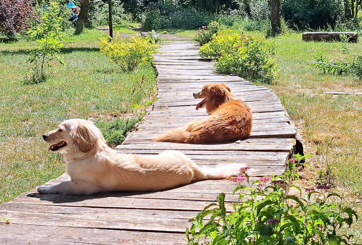 olkainthewoods's tweet image. Możliwe, że upał. 
#gorąco