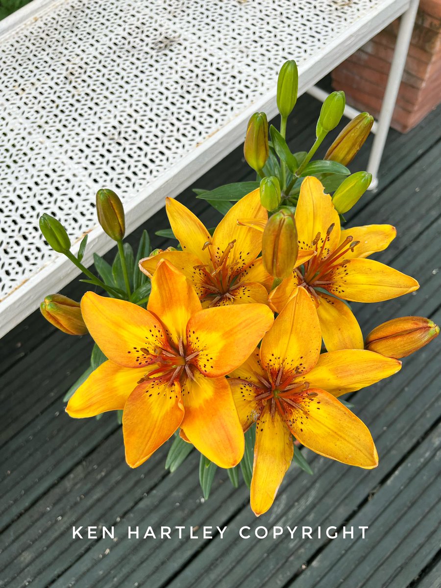 🌱Ken Hartley tweet media