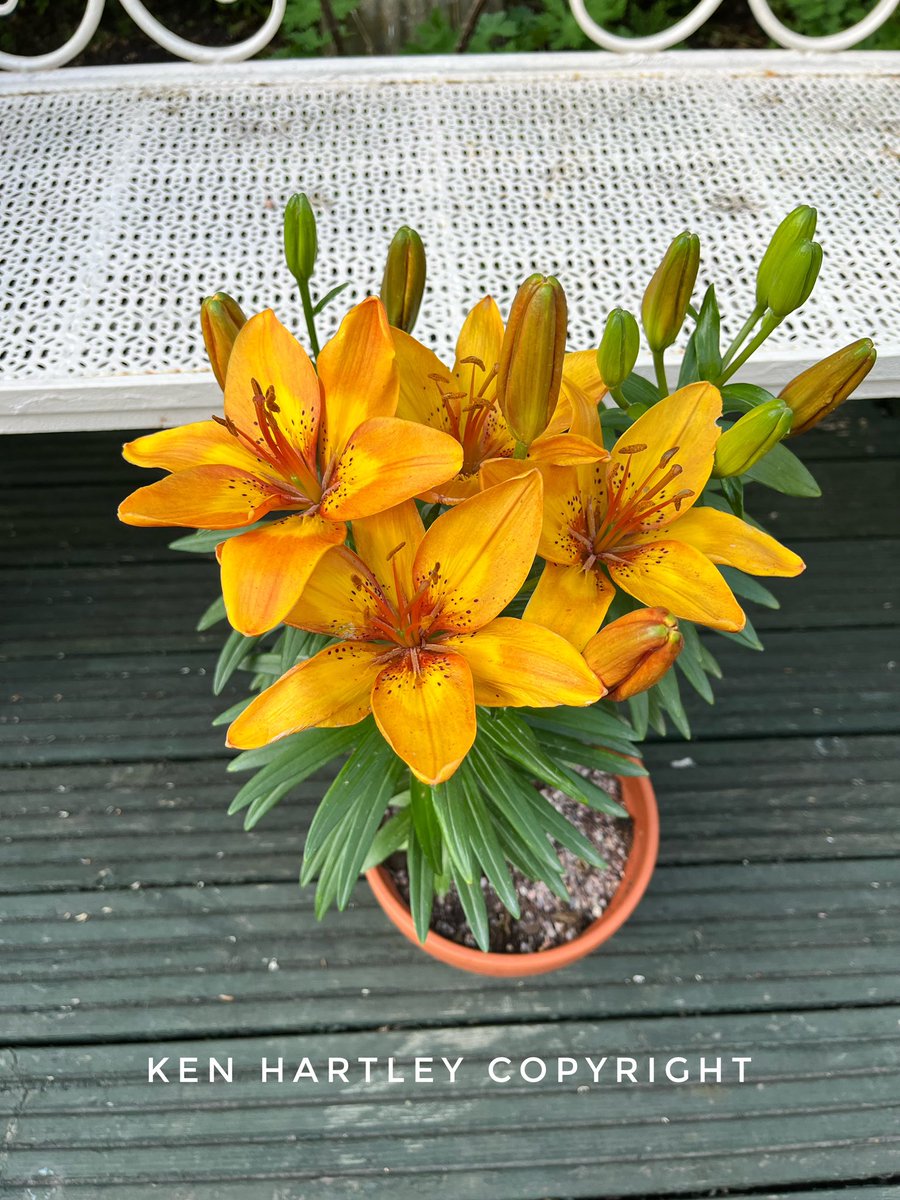 🌱Ken Hartley tweet media