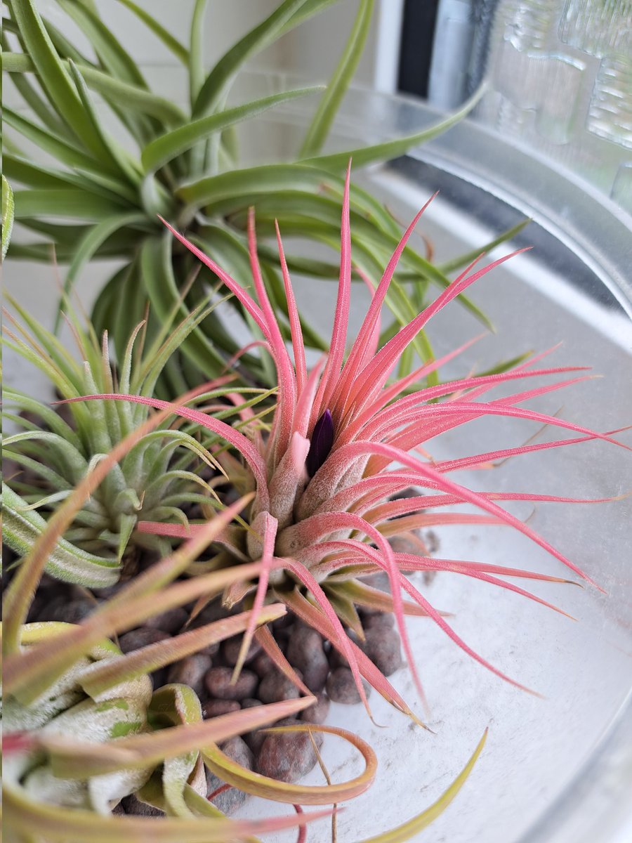 First time I've ever noticed this air plant flower 😁