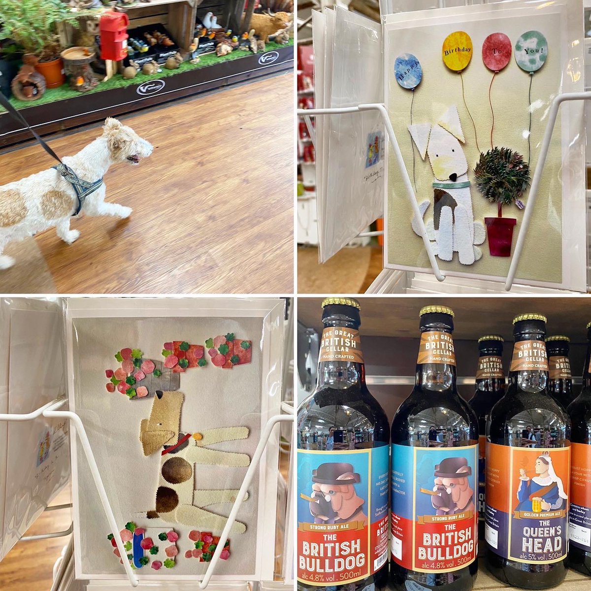 KillingBdesigns's tweet photo. Alfie was admired by many customers as he trotted up the aisles, when adding new designs to our card spinner. @ThetfordGC #thetford #thetfordgardencentre #norfolk #killingbdesigns #killingbcards #kilverstone ©️https://t.co/Ea9VrW2M5n https://t.co/1xyOwKh16d
