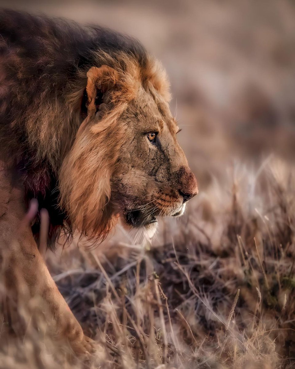 Mesmerizing moments of Lewa's morning magic. 🌅✨ Rising early unveils nature's canvas, painting the wildlife with the hues of sunrise. The captivating beauty of dawn is worth every sleepy-eyed moment.

#EncounterElewana #MorningMagic #NatureUnveiled #CaptivatingDawn