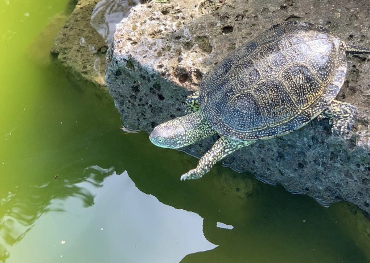 PreparedMindsLab (@preparedlab) on Twitter photo mission from <a href="/PreparedLab/">PreparedMindsLab</a> to #SperimentArea <a href="/Museo_Rovereto/">FMuseoCivicoRovereto</a>, where tortoises welcomed us while we opened our ideas factory: <a href="/eli_versace/">elisabetta versace</a> (QMUL) <a href="/maria_loconsole/">MariaLoconsole</a> (UniPD) <a href="/GionataStancher/">Gionata Stancher</a> (FMCRovereto), Testudo hermanni friends 🐢🐢🐢 ... and many more mission from <a href="/PreparedLab/">PreparedMindsLab</a> to #SperimentArea <a href="/Museo_Rovereto/">FMuseoCivicoRovereto</a>, where tortoises welcomed us while we opened our ideas factory: <a href="/eli_versace/">elisabetta versace</a> (QMUL) <a href="/maria_loconsole/">MariaLoconsole</a> (UniPD) <a href="/GionataStancher/">Gionata Stancher</a> (FMCRovereto), Testudo hermanni friends 🐢🐢🐢 ... and many more