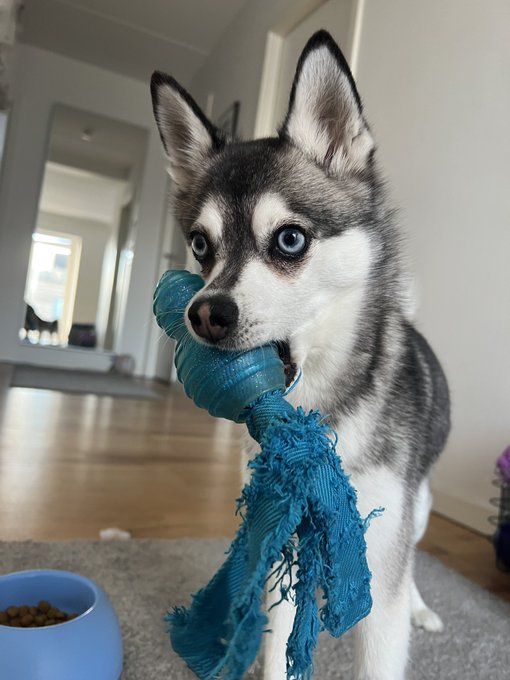 1 pic. Hope you all have a great Saturday ?
Kylo would REALLY like it if you would play with him ????