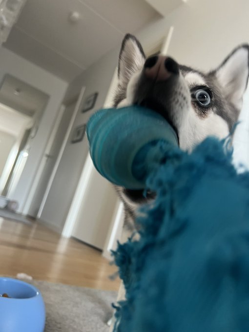 2 pic. Hope you all have a great Saturday ?
Kylo would REALLY like it if you would play with him ????