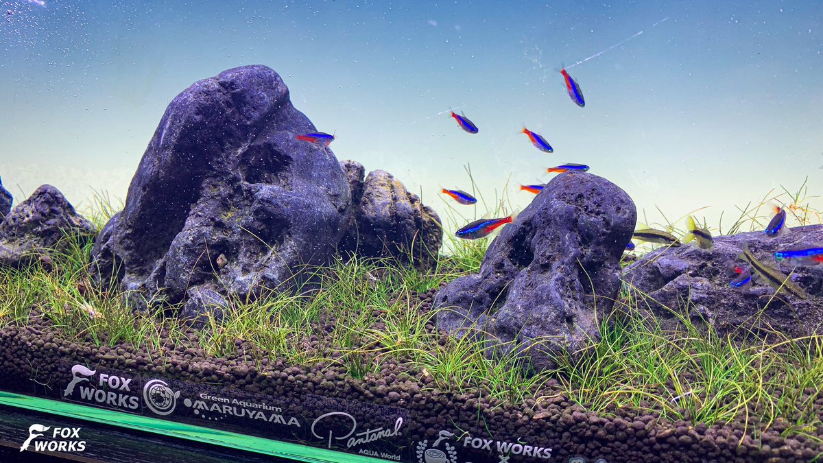 八海石 八海石16.3kg