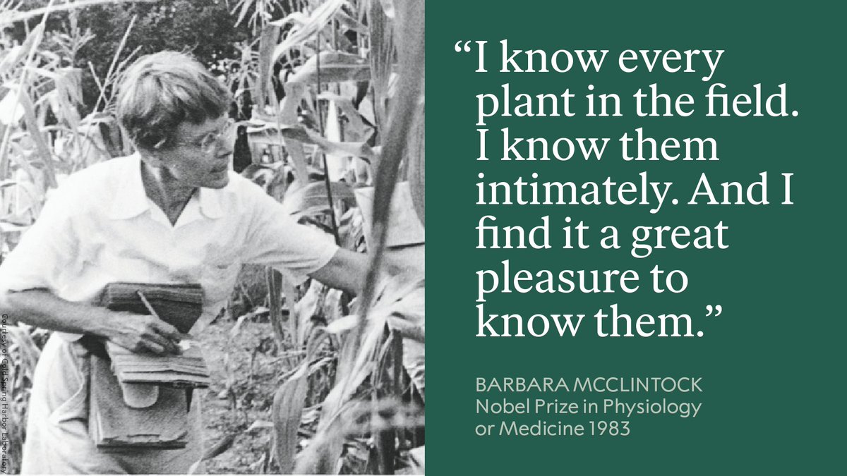 Throughout her career, Barbara McClintock studied the cytogenetics of maize, making discoveries so far beyond the understanding of the time that other scientists essentially ignored her work for more than a decade. But she persisted. 

Read more: bit.ly/2I9qCxd