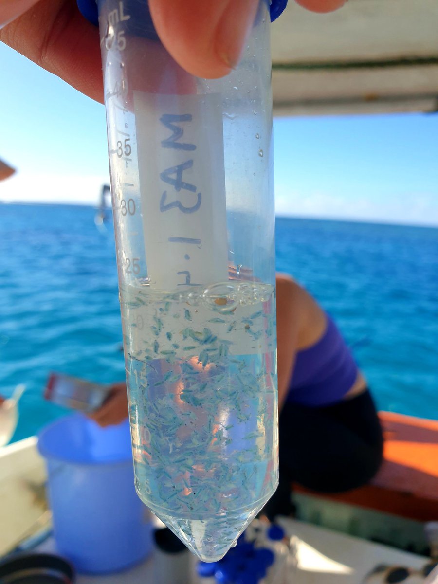 Civil Society Forum of Tonga (@csftonga) on Twitter photo Dr. Emma Ryan and Kira Brereton from <a href="/EnvUoA/">School of Environment, The University of Auckland</a> liaised with staff from the <a href="/TongaGeology/">Tonga Geological Services</a> <a href="/TongaR2R/">Environment Tonga</a> Ministry of Fisheries and <a href="/CSFTonga/">Civil Society Forum of Tonga</a> on the research survey on Pacific Coral Reef Growth and micro plastics in reef waters and sediments.
Read more:
m.facebook.com/story.php?stor… Dr. Emma Ryan and Kira Brereton from <a href="/EnvUoA/">School of Environment, The University of Auckland</a> liaised with staff from the <a href="/TongaGeology/">Tonga Geological Services</a> <a href="/TongaR2R/">Environment Tonga</a> Ministry of Fisheries and <a href="/CSFTonga/">Civil Society Forum of Tonga</a> on the research survey on Pacific Coral Reef Growth and micro plastics in reef waters and sediments.
Read more:
m.facebook.com/story.php?stor…