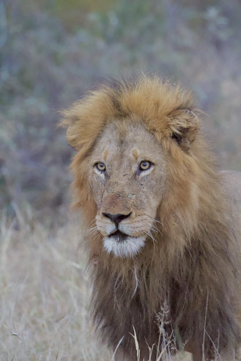 Our first few days in South Africa has been filled with some beautiful wildlife! 😍 What a stunning part of the world! 🌍