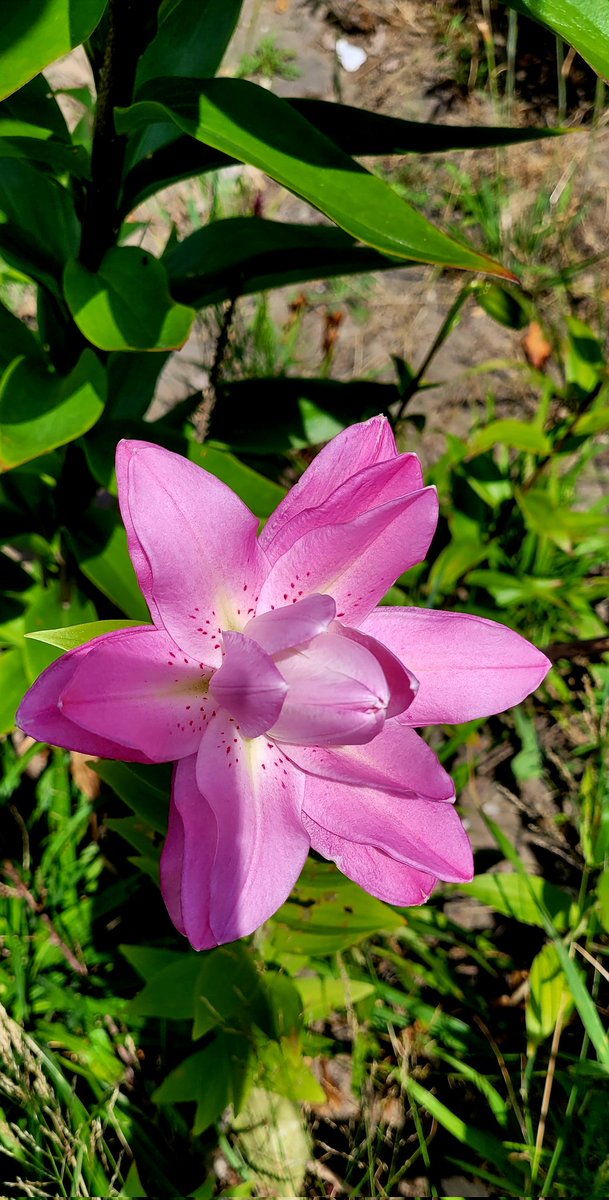 buro's tweet image. إِذا جِئتِ فَاِمنَح طَرفَ عَينَيكَ غَيرَنا
لِكَي يَحسِبوا أَنَّ الهَوى حَيثُ تَنظُرُ
عمر بن أبي ربيعة