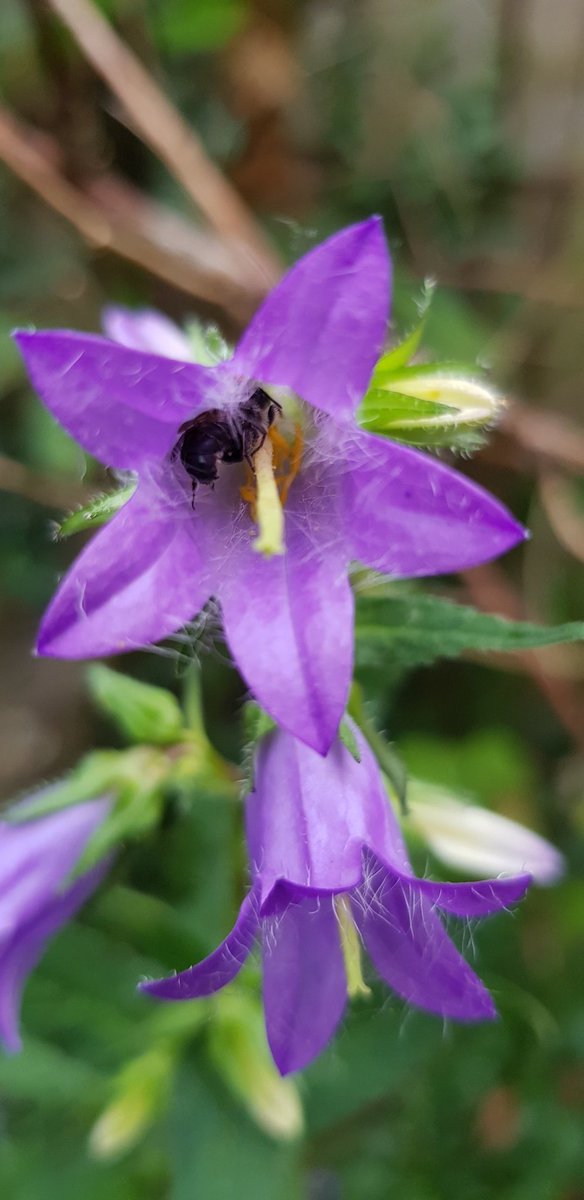 Het is weer een fijne avond om je klokjes (campanula) even van binnen te bekijken. Hopelijk kom je de #groteklokjesbij daar tegen, uitrustend van een lange dag werken. 
Waarnemingen zijn zeer welkom op waarneming.nl 
Gk