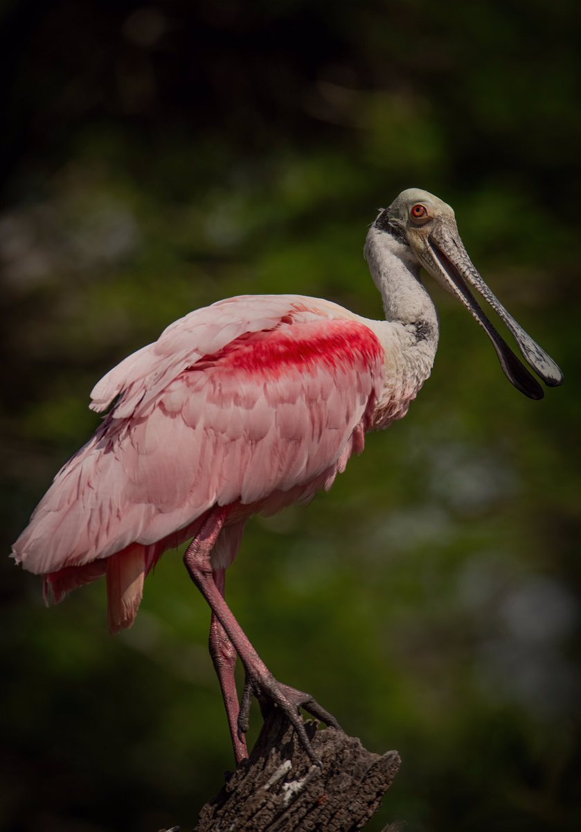 GOOD MORNING #TwitterNatureCommunity 

Here’s a toast to the weekend: A Roseate Spoonbill giving a smile for the camera! Have a great day☺️

#BirdsOfTwitter #BirdTwitter #birdphotography #Birds #nature