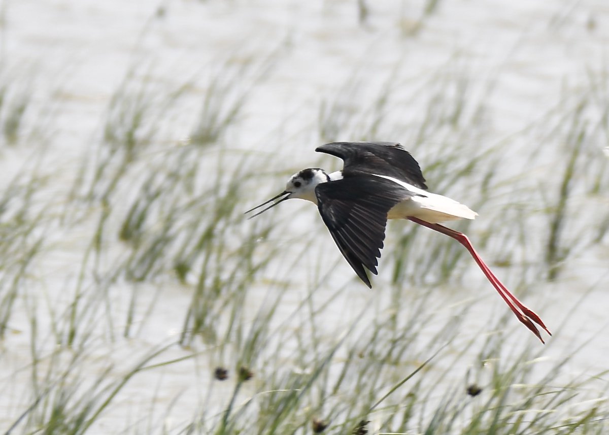 Finally found the memory card with my Black-winged stilt pics. @RSPBAireValley #StAidans @SwillyIngsBG #Birding @wildlife_uk @trail_wildlife @natureUK @Britnatureguide @BBCSpringwatch @BirdGuides