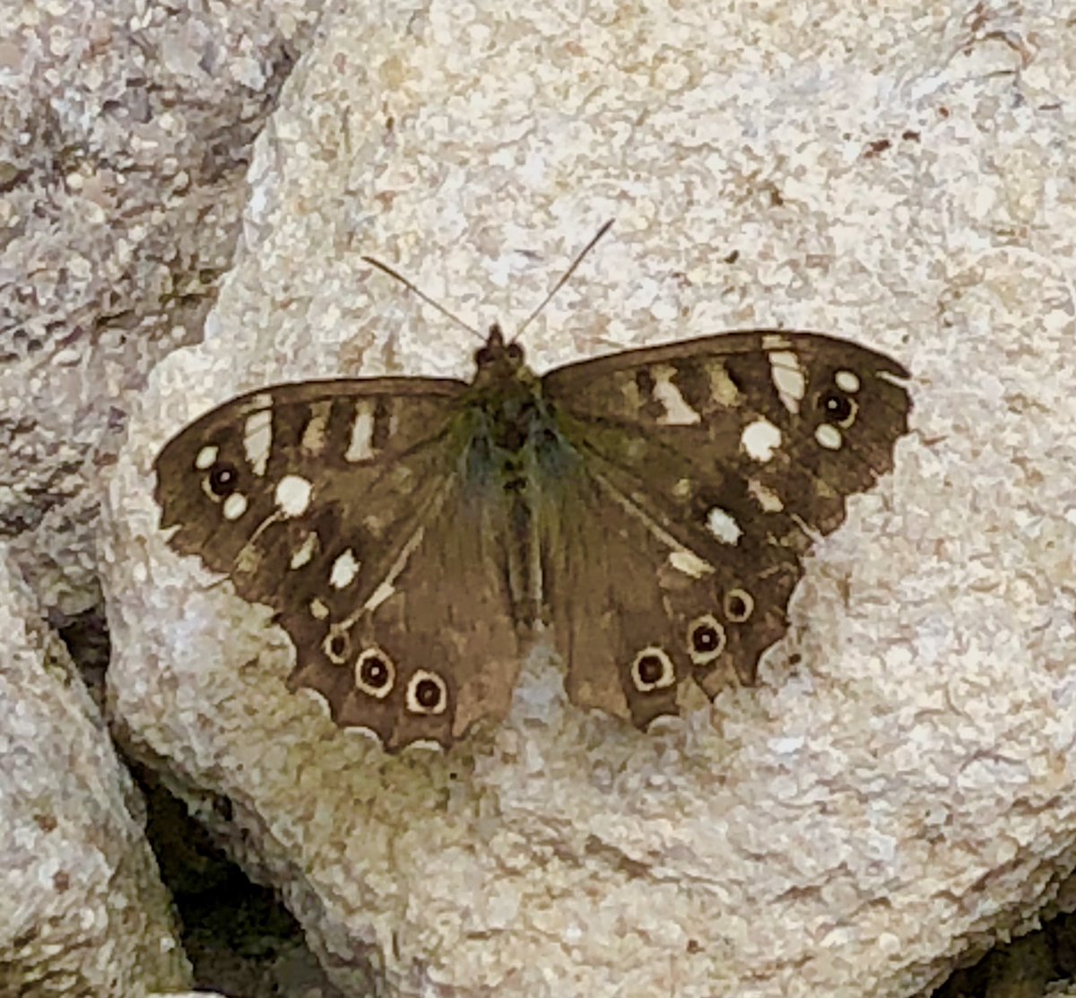 Boothamshaw's tweet photo. A speckled wood #butterfly doing exactly what it is supposed to; Hanging around in a woodland ride, where sunlight promotes plenty of wild flowers. #Howsham wood, Yorkshire. @YorksWildlife https://t.co/rcS0PqsRfv