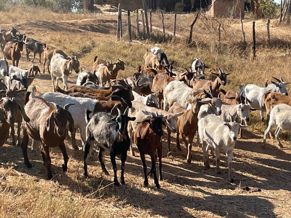 ScrubbsFarm's tweet image. “All stand still! Attention!” - the goat parade ready to go for grazing.