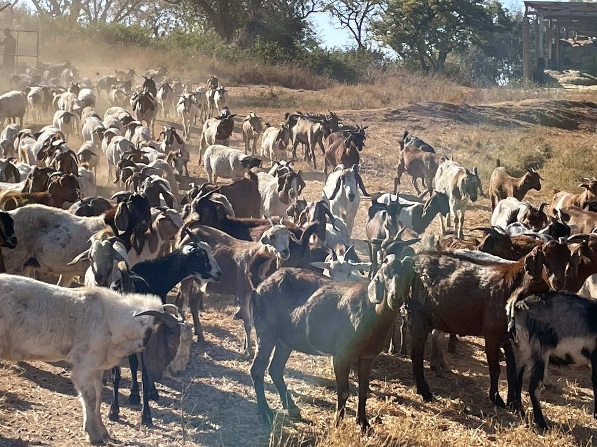 ScrubbsFarm's tweet image. “All stand still! Attention!” - the goat parade ready to go for grazing.