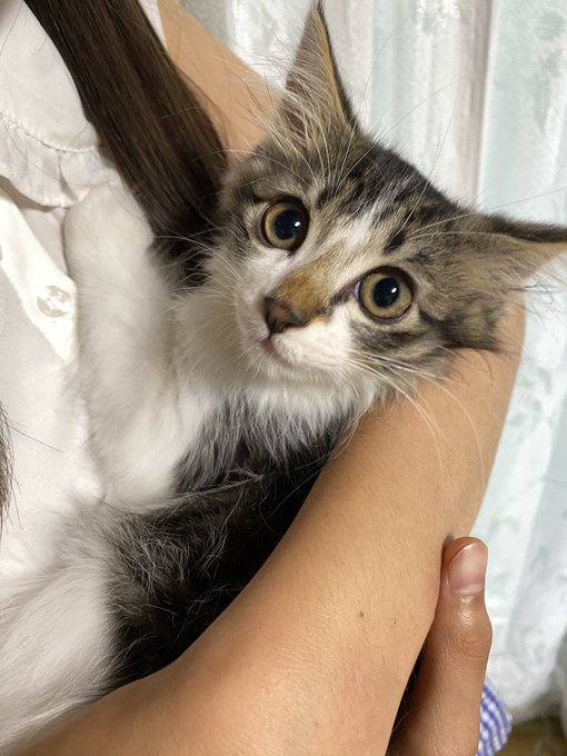 Twitterのコスプレ画像9