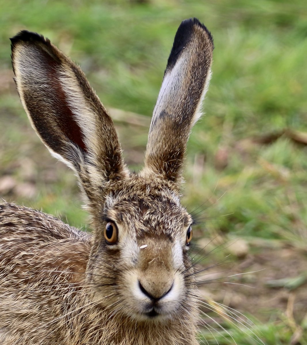 HanbyAndrew's tweet photo. A close encounter with a hare @NosterfieldLNR @martinbland90 @TimScot78560883 #Mammal #wildlifephotography #hareshsippy https://t.co/3jx7J14FSS