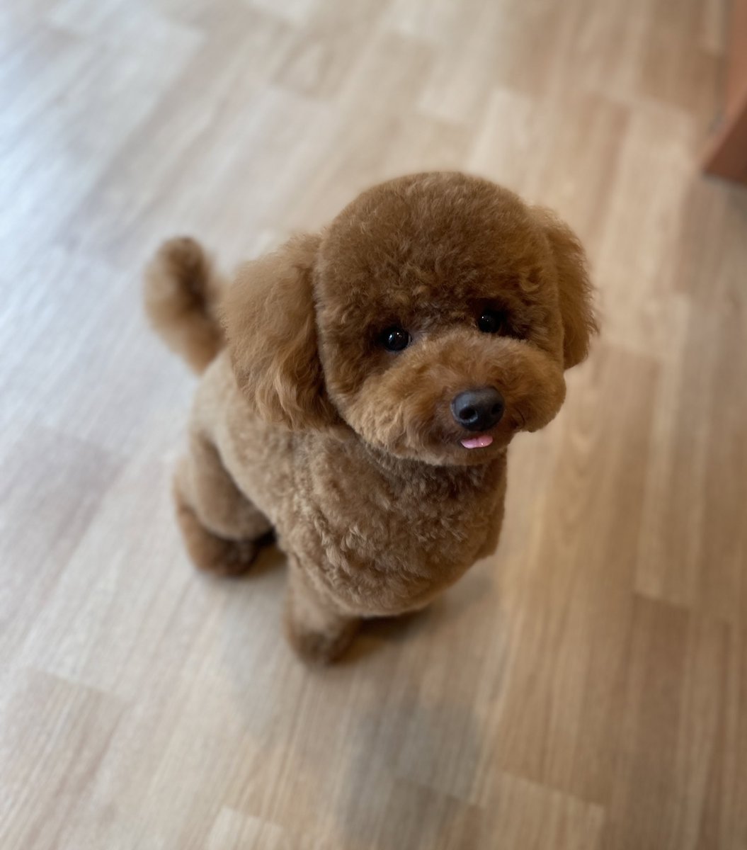 poochies11's tweet photo. 微妙に違う　どれもかわいー💕

#POOCHIES #プーチーズ #プードル #トリミング #ペットサロン #大鳥商栄会  #目黒 #下目黒 #tokyo #japan #dog #grooming #doglife #doglover #cutepet https://t.co/mytfxxLkLh