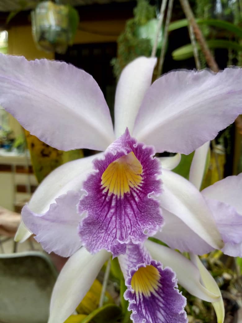 OrquideasAsorta's tweet photo. Ésta Extraordinaria Laelia purpurata Es de nuestra cultivadora Mercedes Cruz de Mendoza.
#ASORTA #Orquídeas #Táchira #Nature #orchidae #orchidstagram #Flowers #Orchides #Orchidspecies #Flora #especiesdeaorquideas #Orchilovers #OrchidSociety #Paraiso #Biodiversidad #Venezuela https://t.co/W79vVs8GAr