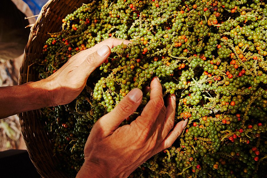 KADODE KAMPOT PEPPER tweet media