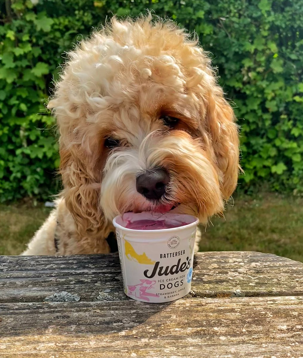 whitehorseGU8's tweet photo. Summer ready to greet your four legged friends 🐶☀️ 

You’ll find all you need for them, with our new doggy menu, water, and treats!! 

 #friendsofhascombe #whitehorsehascombe #foody #dogfriendly #countrypub #surreyhills #surreyhillsaonb #gotbeef #summer #pubgarden #beergarden https://t.co/jSbwMfIjxV