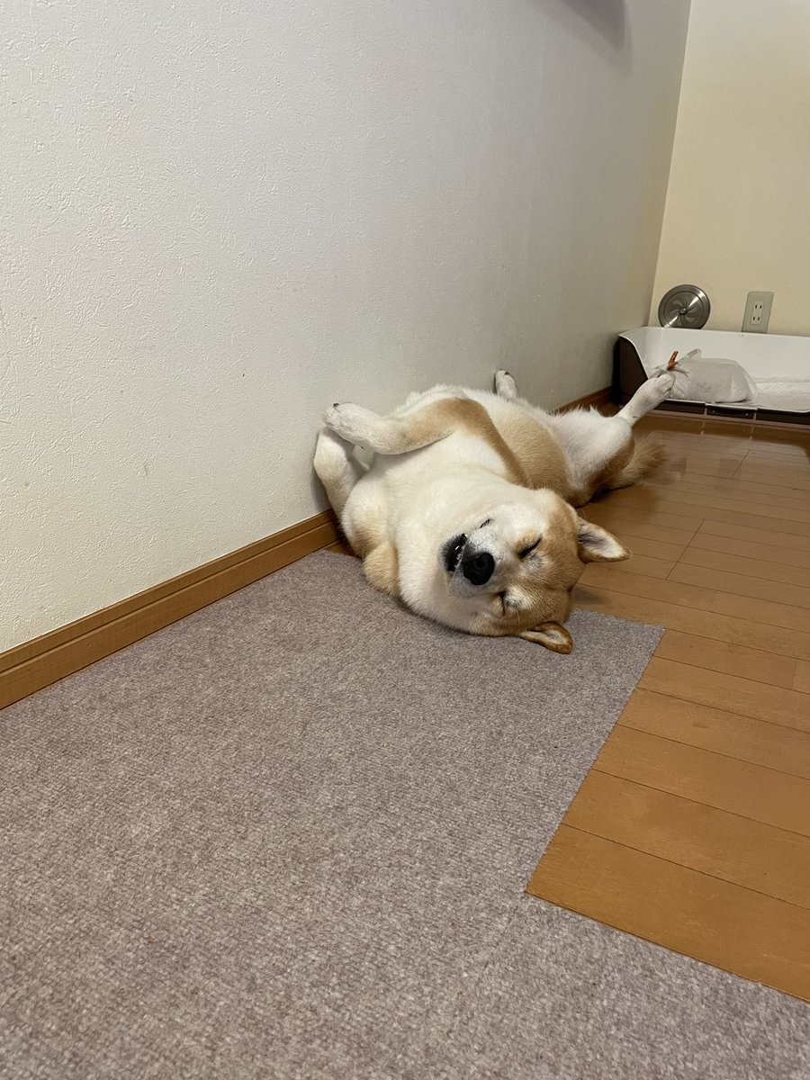 夕散歩でさすけが💩してたら、
他の散歩中の犬に襲われ😱（お婆さんが犬の力に耐えられずに綱を離したらしい）、さすけを抱いて庇った　お父ちゃんが
太腿と背中と脇腹をやられ、🚑救急車で病院へ。
命懸けで、さすけを守った　お父さんの愛❤️を受けて、平和に寝る子💤