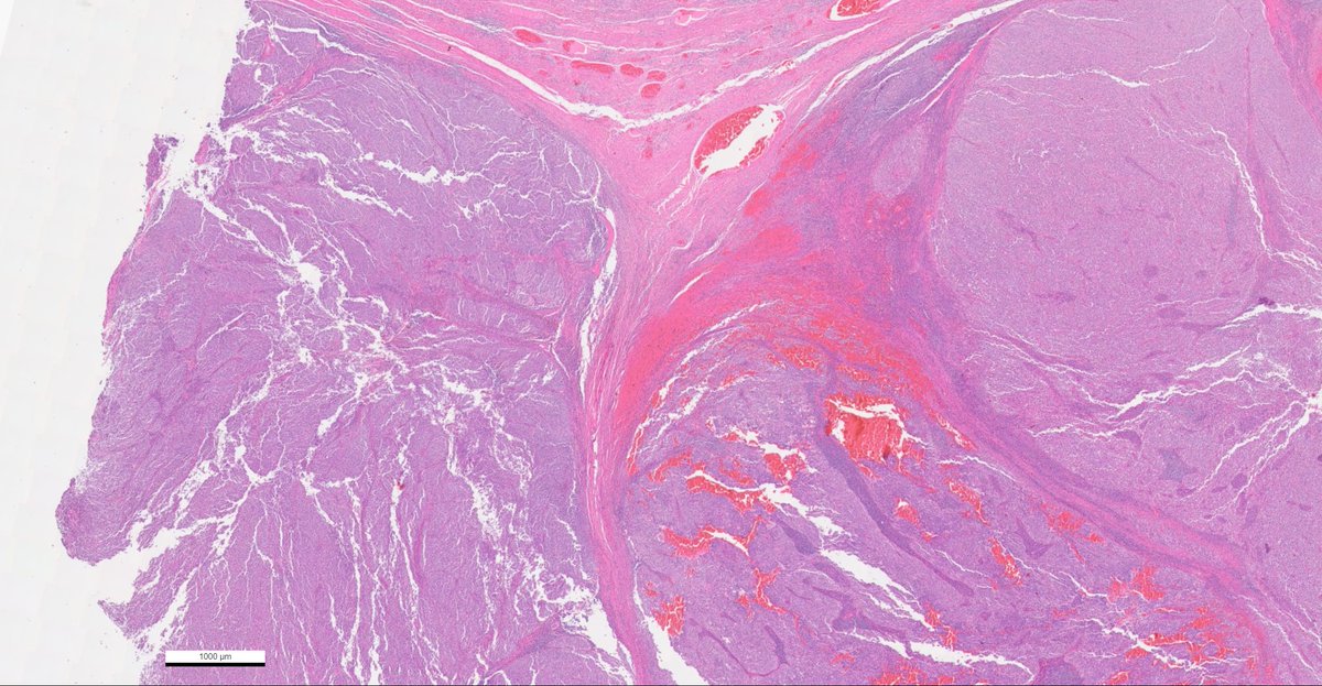 Vladimir Kushnarev tweet media