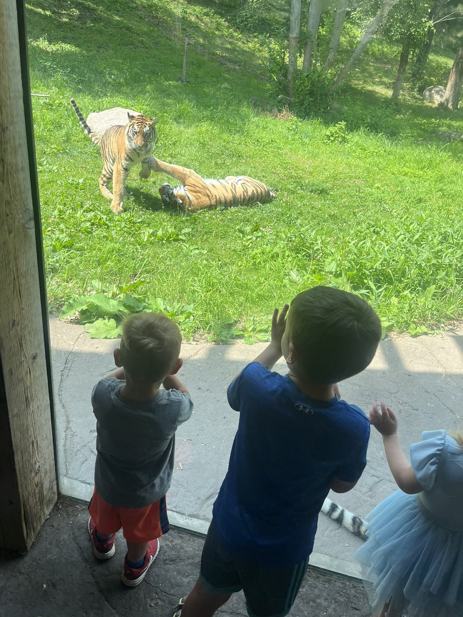 Tigers 🐅 @MACA_Activities