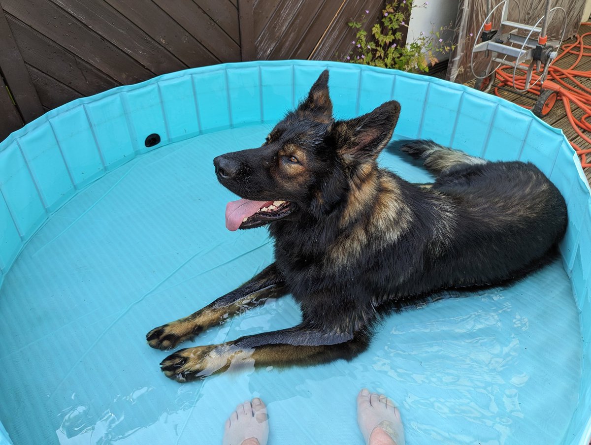 KaaliKay's tweet photo. Tag 2 - morgen muss neues Wasser in den Pool, denn Dusty hat fast alles rausgetobt 😅 https://t.co/oRCWjLLeLQ
