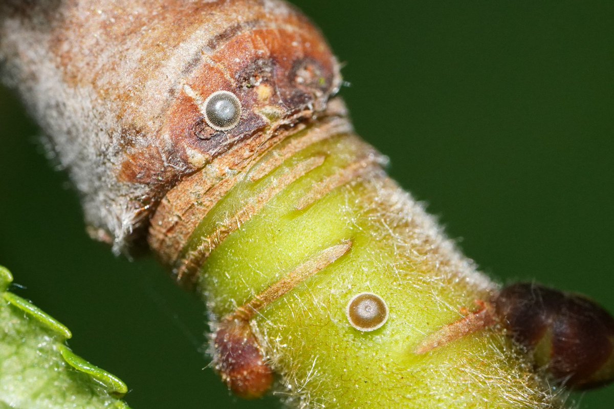 Max Anderson (@maxando) on Twitter photo Despite seeing only one adult White-letter Hairstreak on and around the Elm in Phear park, Exmouth so far this year, I've already found 6 eggs amongst the low-hanging, sun-exposed branches. <a href="/BCDevon/">BC Devon Branch</a> <a href="/ExmouthWildlife/">Exmouth Wildlife Group</a> Despite seeing only one adult White-letter Hairstreak on and around the Elm in Phear park, Exmouth so far this year, I've already found 6 eggs amongst the low-hanging, sun-exposed branches. <a href="/BCDevon/">BC Devon Branch</a> <a href="/ExmouthWildlife/">Exmouth Wildlife Group</a>