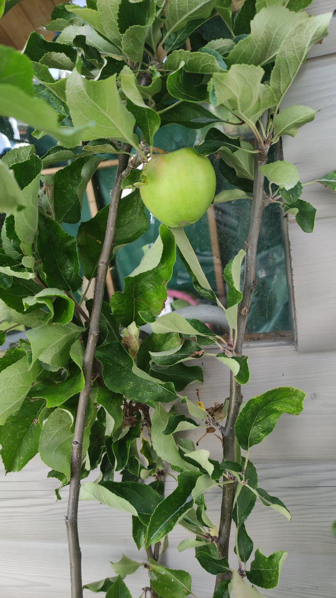 gillianmc898's tweet photo. @SharonMktg @SchneiderUKI @hostinireland I have three apples and it's very exciting. Expected nothing for the first summer so a welcome surprise! #DCsForBees https://t.co/zUrPIkivfv