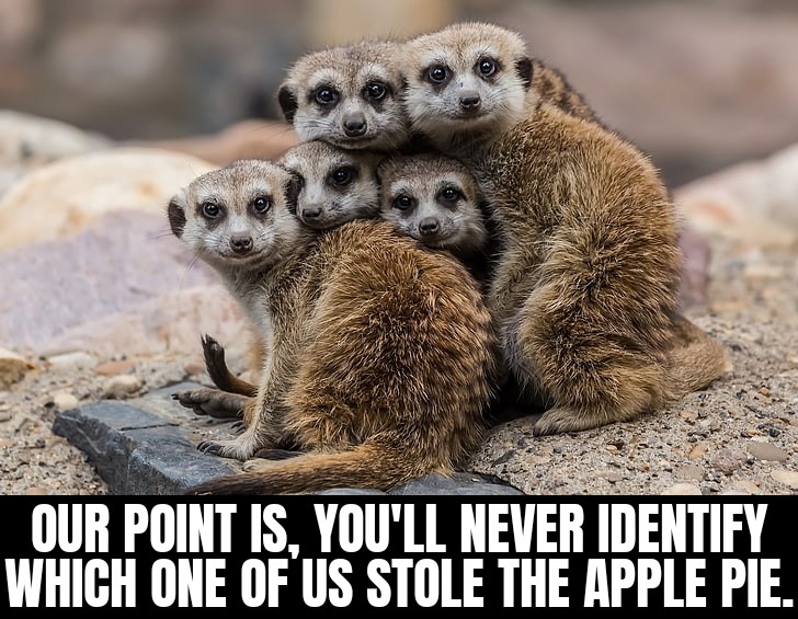 Our point is, you'll never identify which one of us stole the apple pie.
#meme #haha #lmao #memes #cute #meerkat #applepie